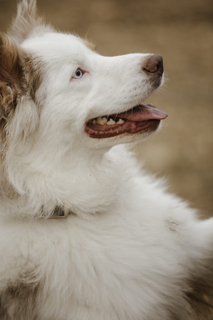Dieses Hundeportrait entstand beim Paarshooting am Valentinstag.