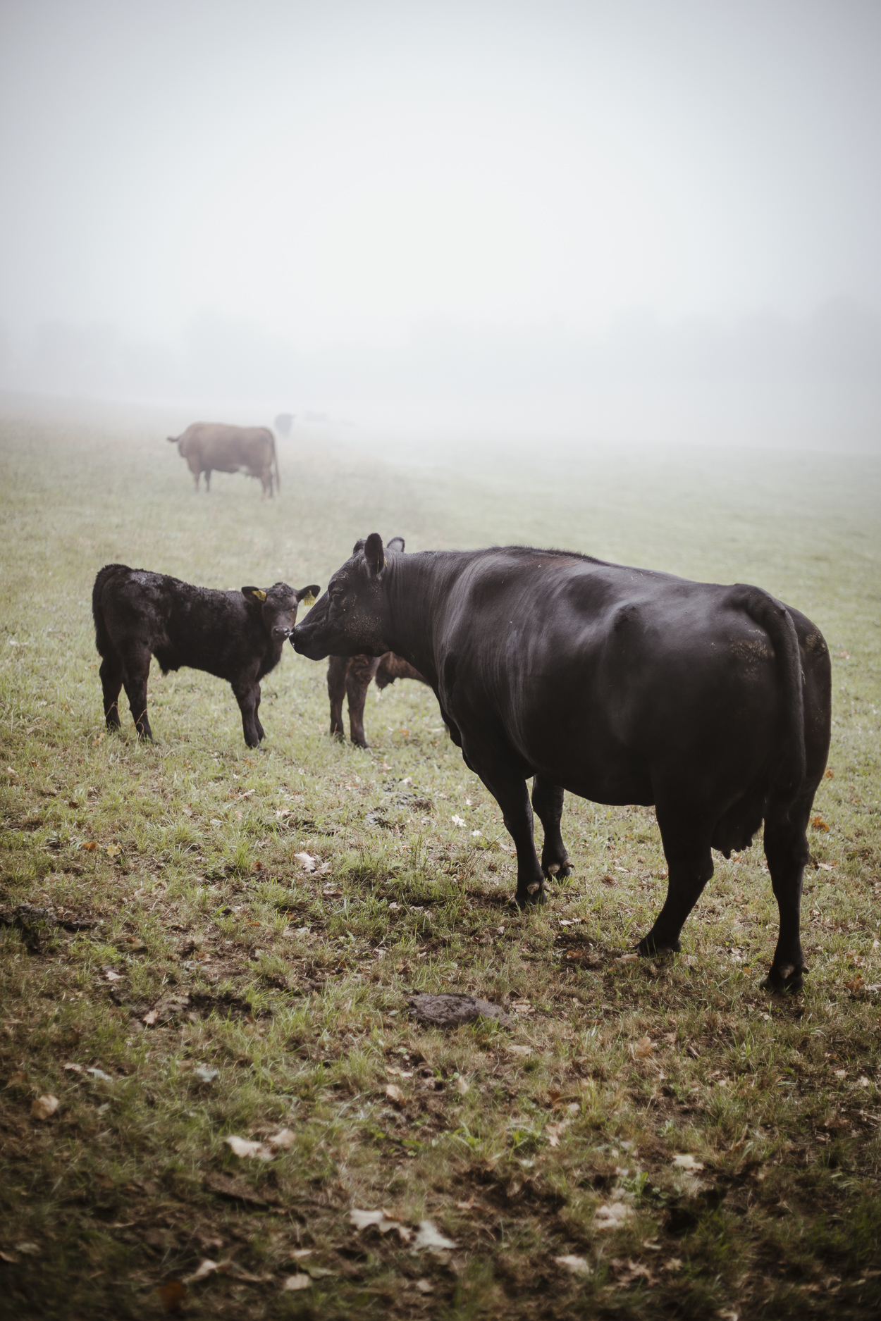 Weidende Kühe in Oberengstringen beim Fotoshoot