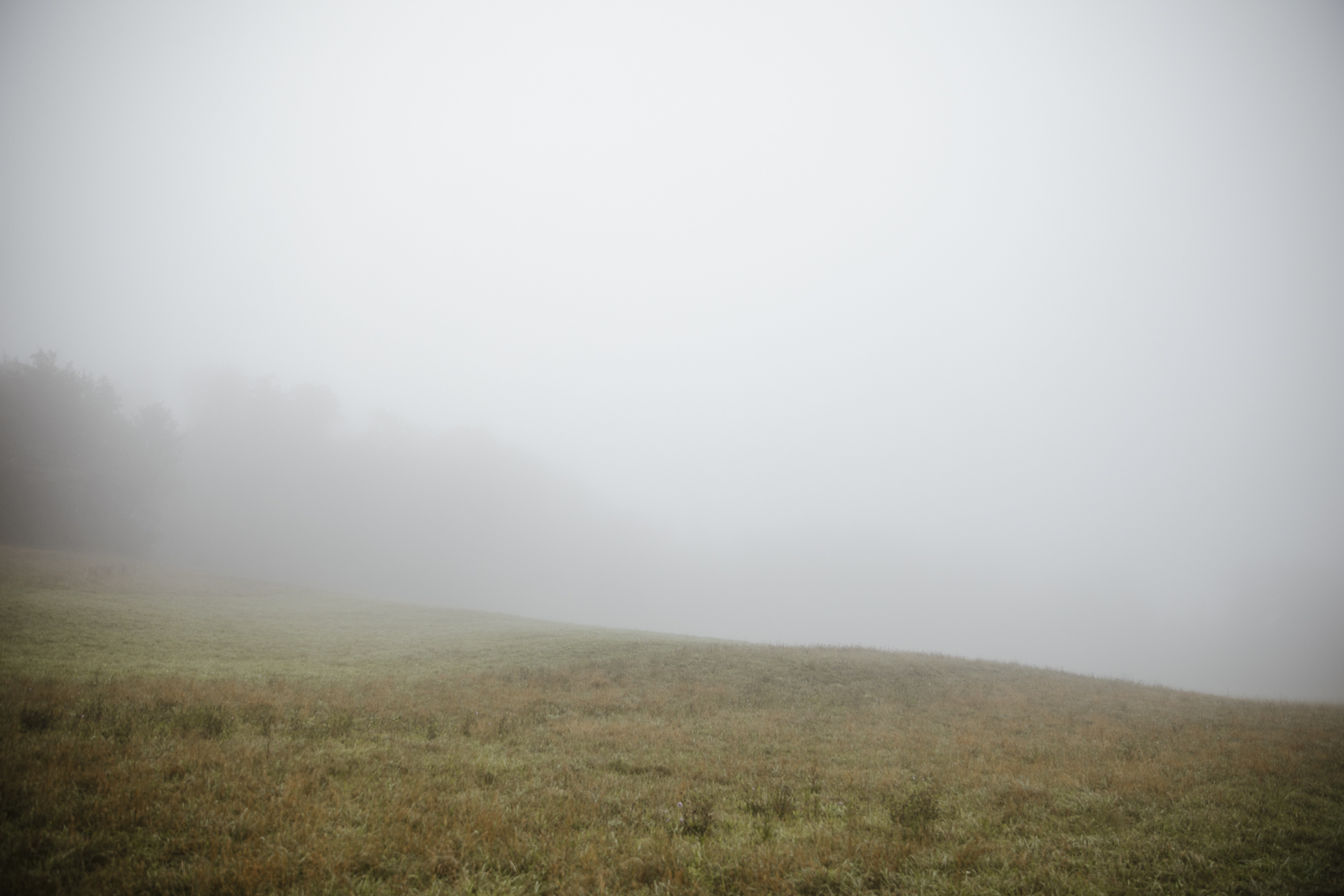 Nebel am Gubrist - perfekte Kulisse für ein Paarshoot
