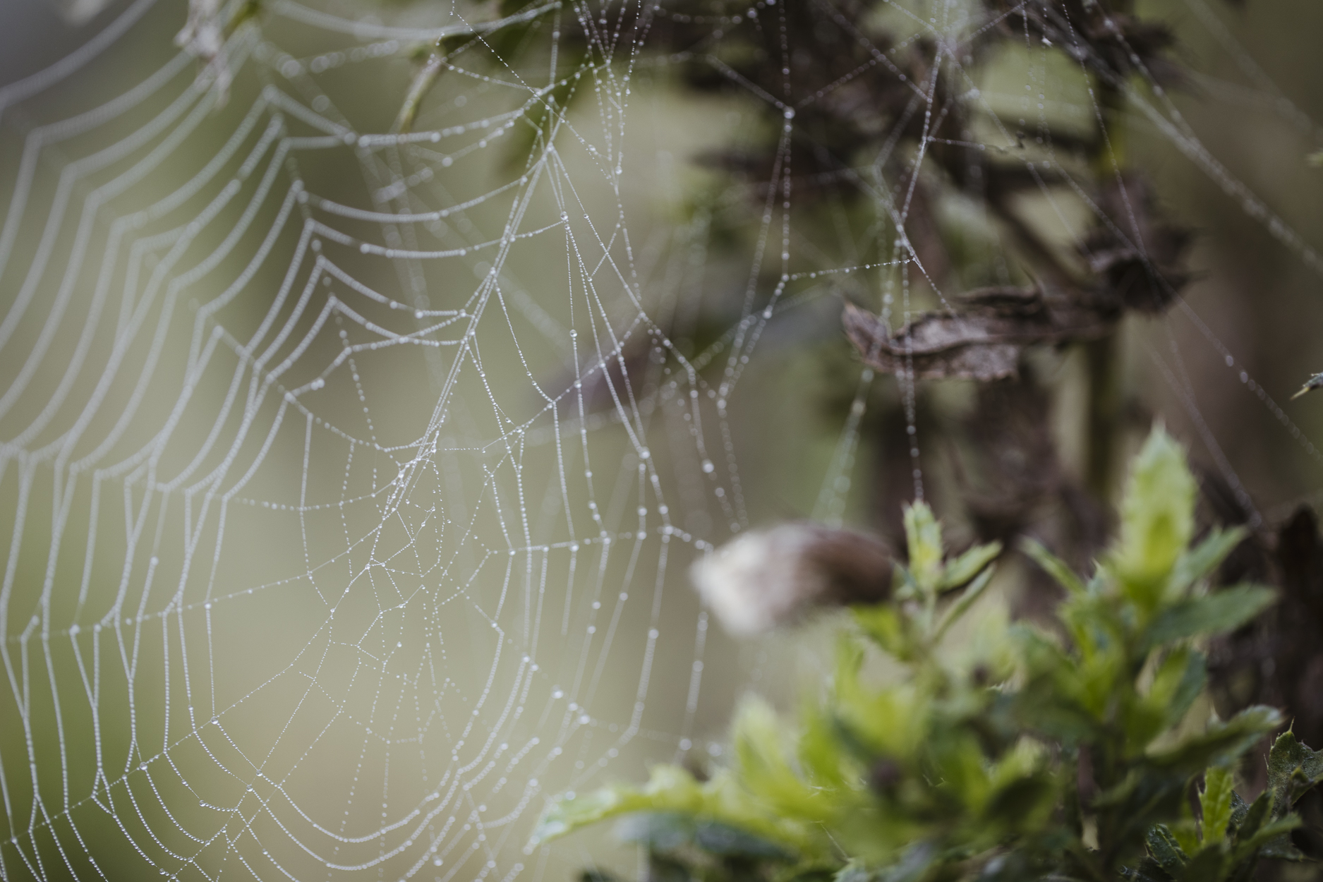Naturwunder Spinnennetz, gesehen beim Paar-Fotoshooting im Nebel
