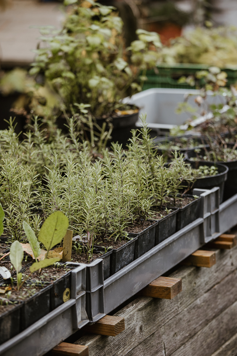 Kräuter und Pflanzen in Anzuchttöpfen.