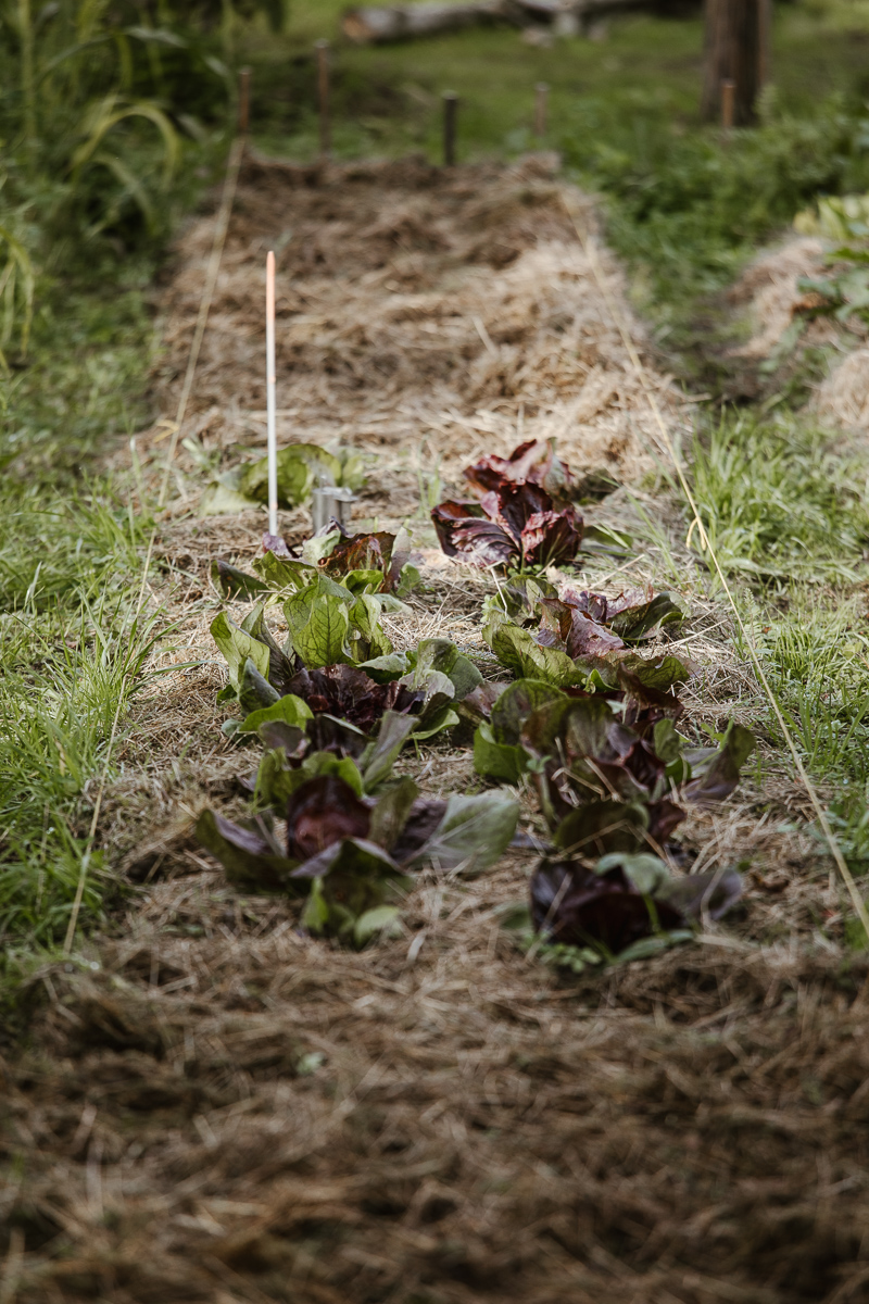 Salat-Beet mit Mulch-Abdeckung.