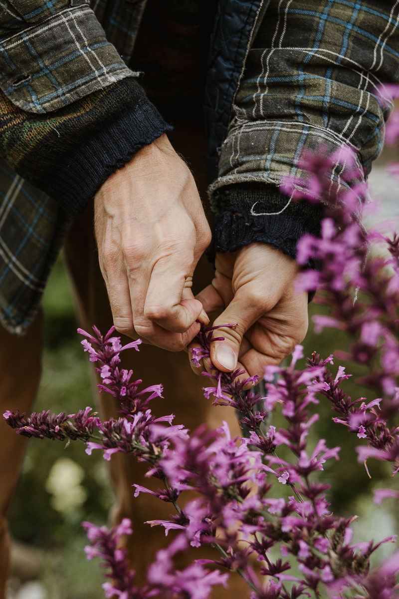 Detail der Hände bei der Ernte von Ysop.