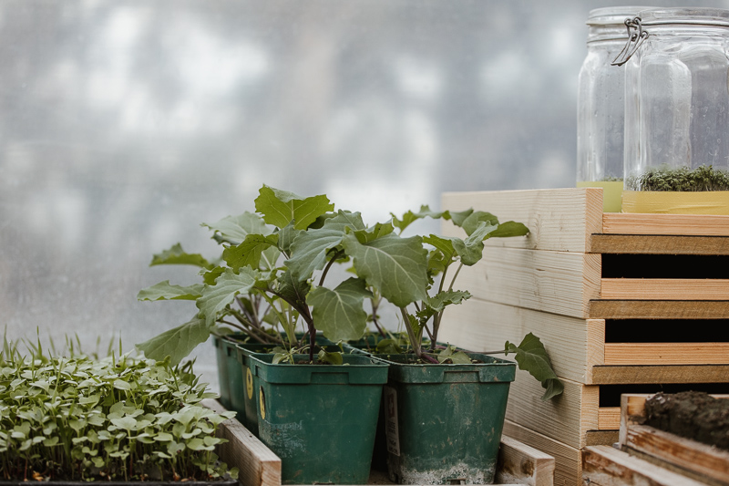Keimlinge und Jungpflanzen im Treibhaus.