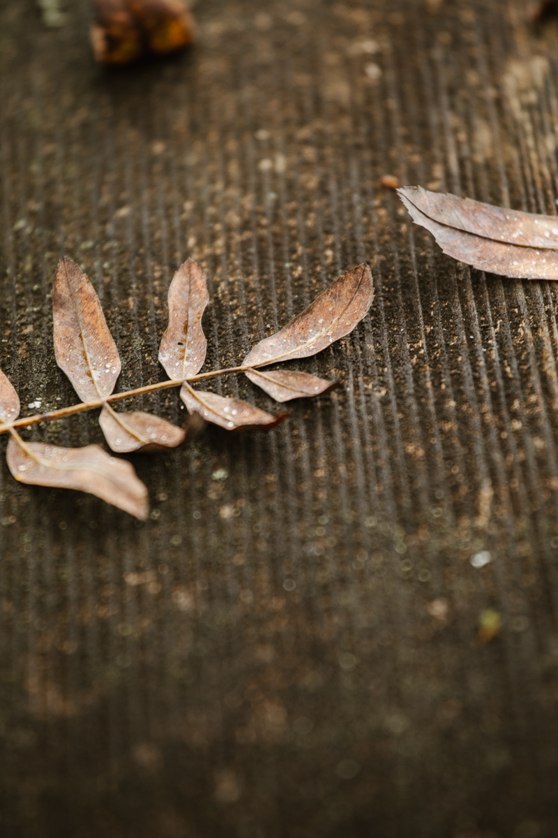 Herbstliches Blattwerk und Laub auf dunklem Holz