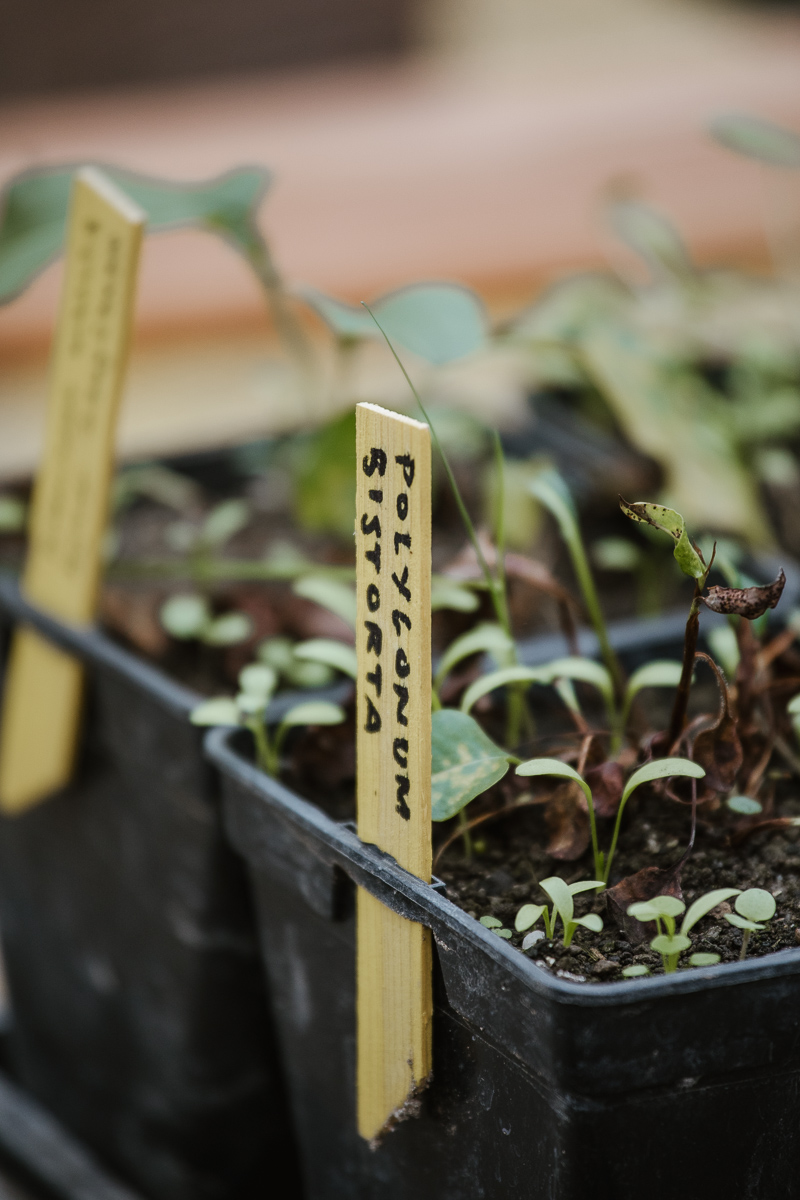 Holzschild mit dem Pflanzennamen in der Permakultur-Anzucht.