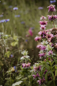 Zitronenmonarde Blüten in Nahaufnahme.
