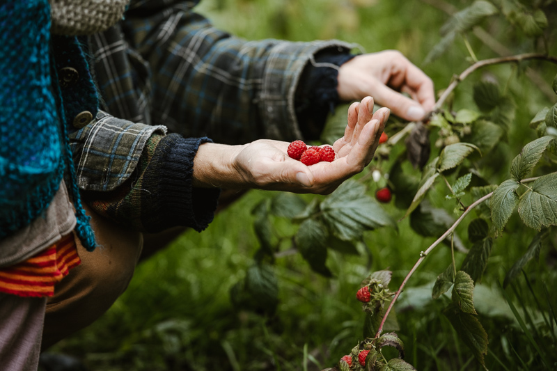 Detailaufnahme: Lucas' Hände beim Himbeerenernten im Permakulturgarten.