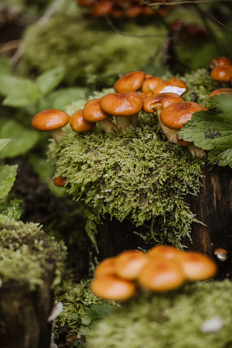Pilze wachsen auf grünem Moos. Permaterra machen auch dies möglich.