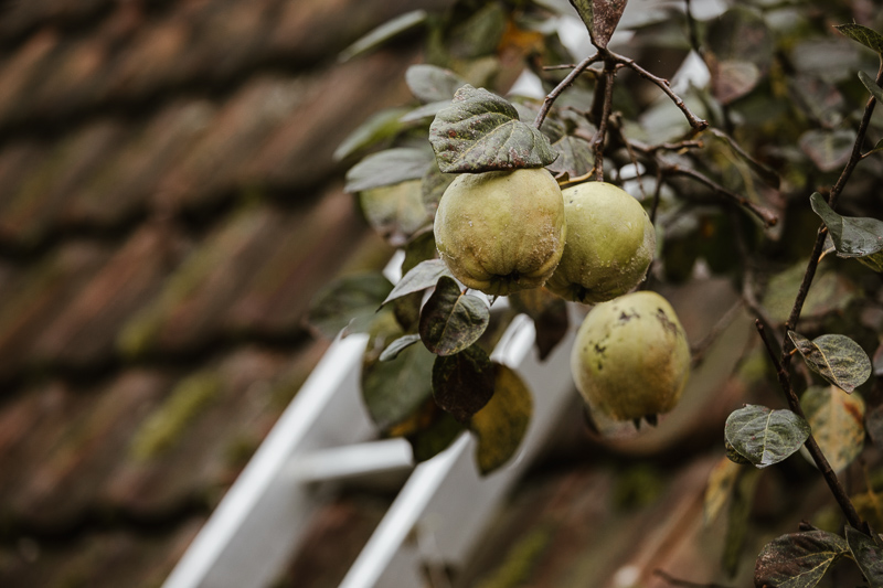 Erntereife Quitten am Baum des Biobetriebs.
