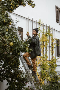 Lucas von Permaterra auf der Leiter bei der Quittenernte. Garten Reportage Fotografie für den Schweizer Garten.
