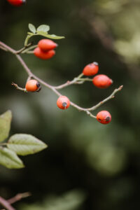 Nahaufnahme: Rote Hagebutten an einem Zweig im Herbst.